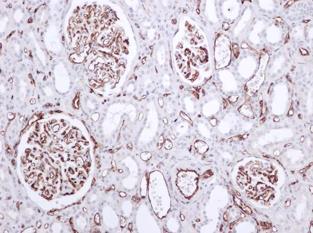 60-0072 61-0072 Ms x CD31 Kidney 